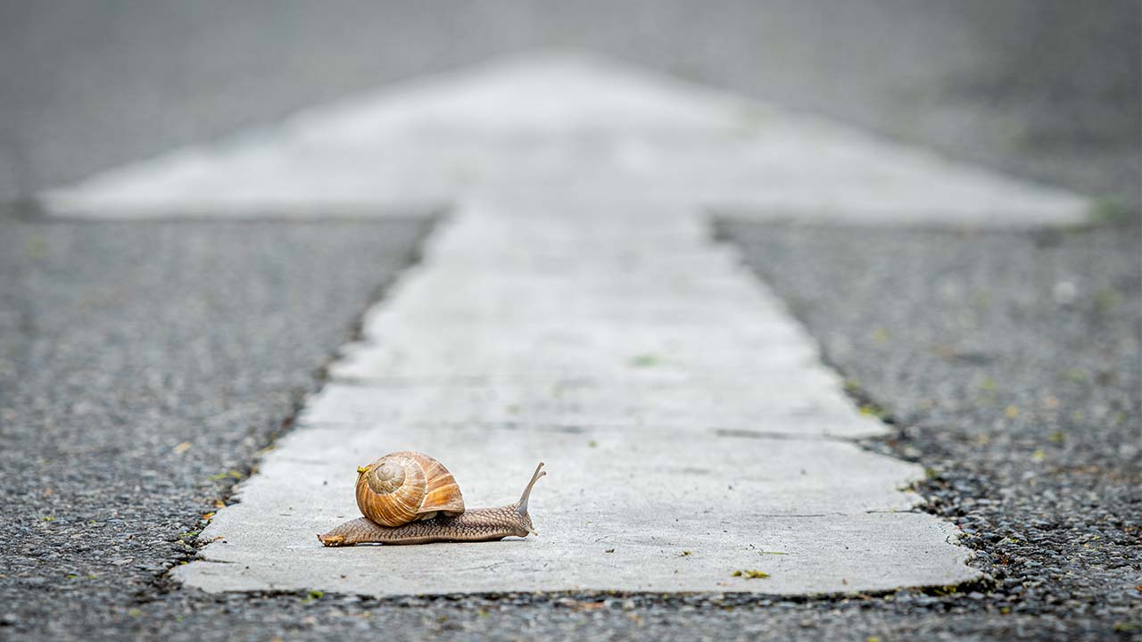 snail-pace-summary